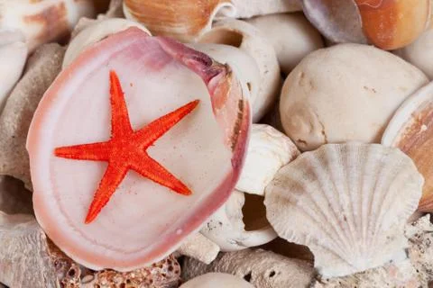 Sea shells Stock Photos