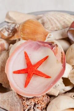 Sea shells Stock Photos