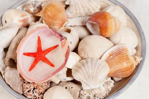 Sea shells Stock Photos