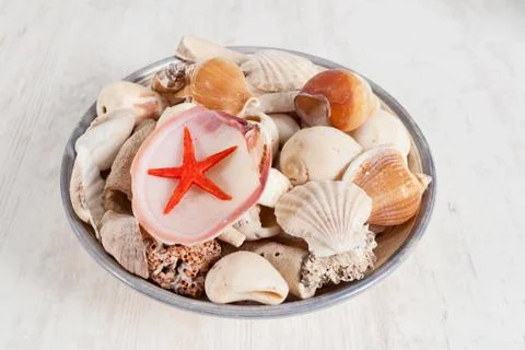 Sea shells Stock Photos