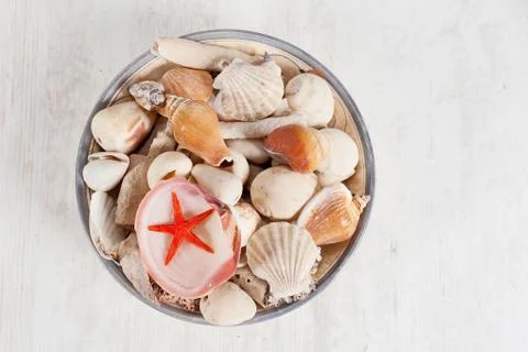 Sea shells Stock Photos