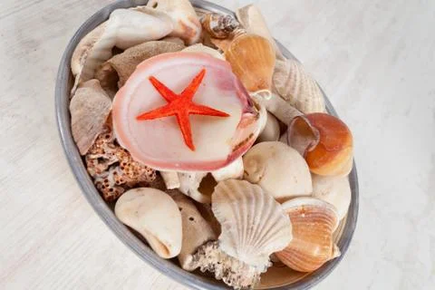 Sea shells Stock Photos