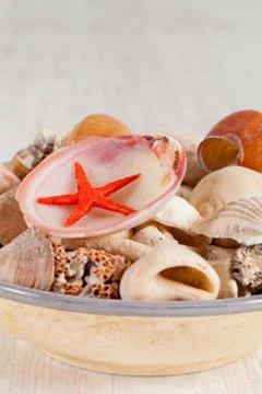 Sea shells Stock Photos