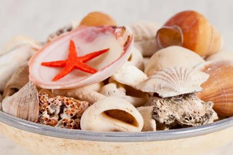 Sea shells Stock Photos