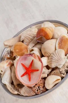 Sea shells Stock Photos