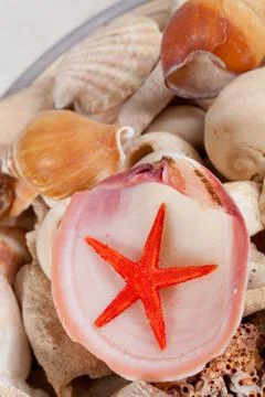 Sea shells Stock Photos