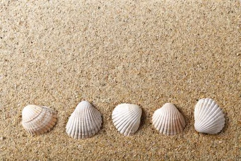 Sea shells Foto stock