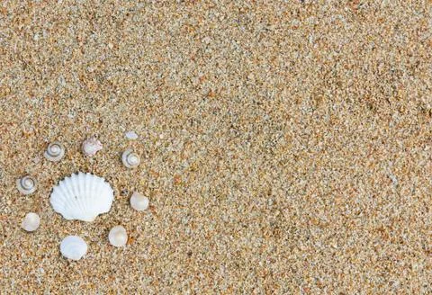 Sea shells Stock Photos