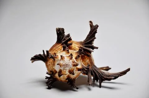 Sea ​​shells Stock Photos