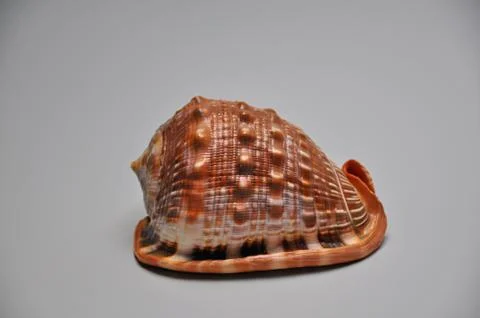 Sea ​​shells Stock Photos