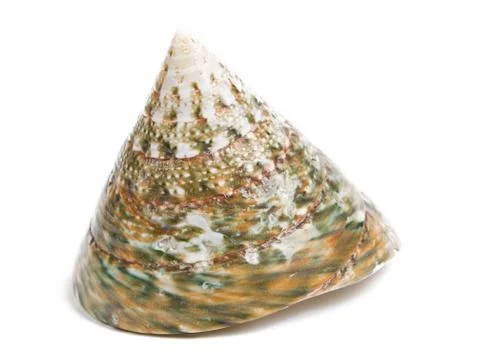 Sea shells Stock Photos