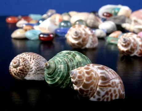 Sea-shells Stock Photos