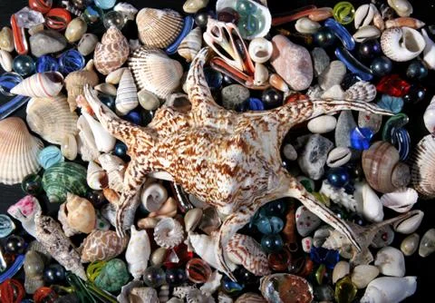 Sea-shells Stock Photos