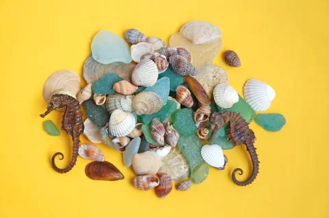 Sea shells Stock Photos