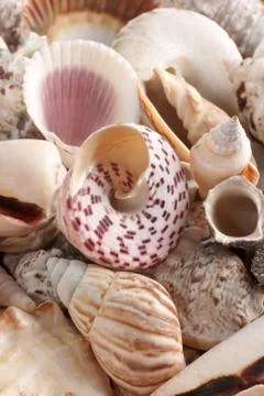 Sea shells Stock Photos