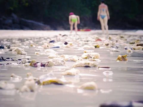 Sea shells Foto stock