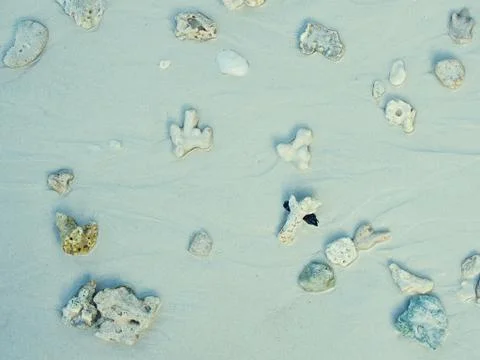 Sea shells Stock Photos