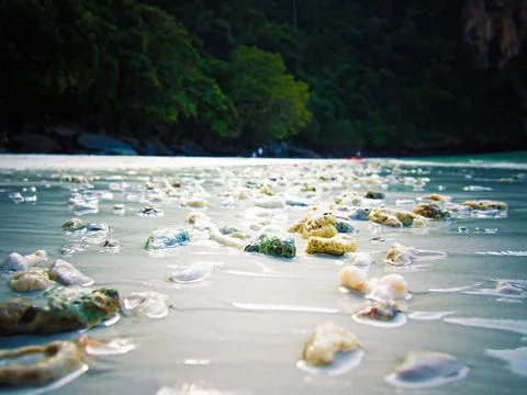 Sea shells Stock Photos
