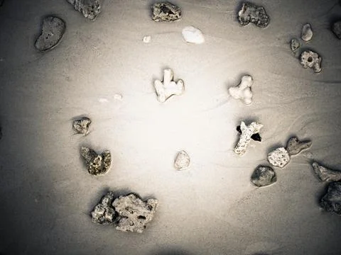 Sea shells Stock Photos