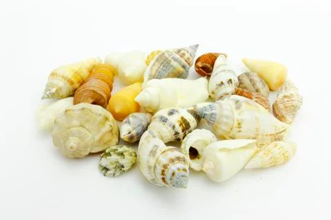 Sea shells Stock Photos