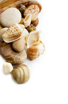 Sea shells Stock Photos