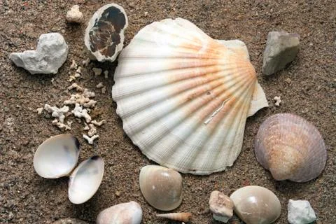 Sea shells Stock-Fotos