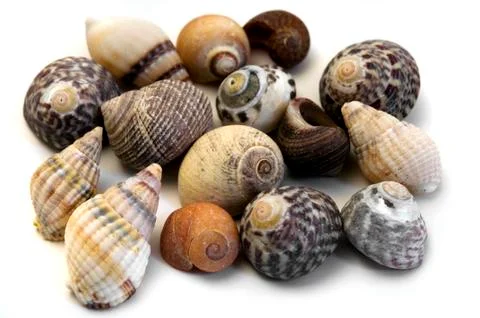 Sea shells Stock Photos