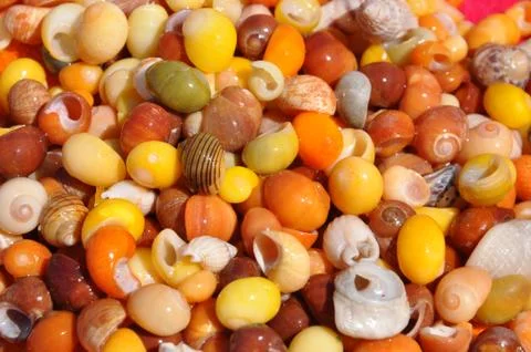 Sea-Shells Stock Photos