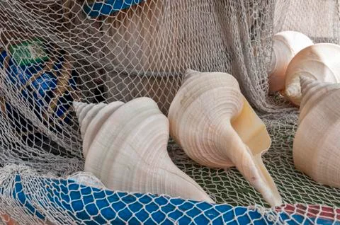 Sea shells 写真素材