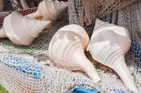 Sea shells Stock Photos