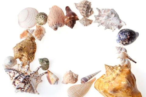 Sea shells Stock Photos