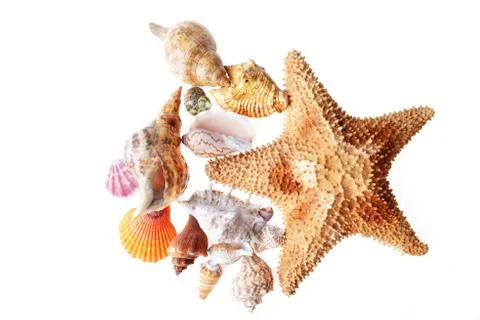Sea shells Stock Photos