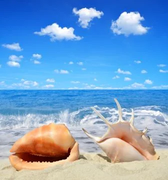 Sea shells Stock Photos