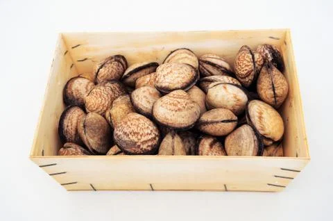 Sea shells Stock Photos