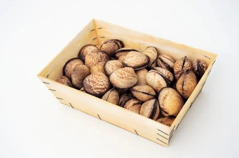 Sea shells Stock Photos