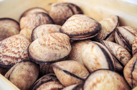 Sea shells Stock Photos