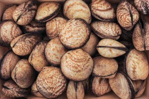 Sea shells Stock Photos