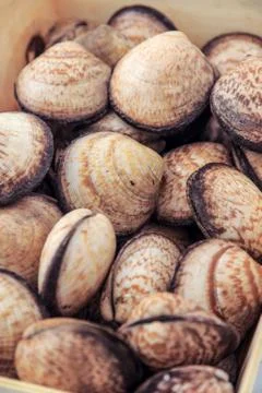 Sea shells Stock Photos