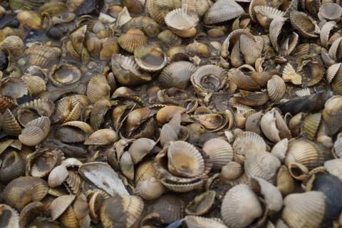 Sea shells Stock Photos