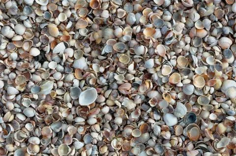 Sea shells Stock Photos