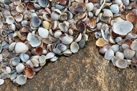 Sea shells Stock Photos