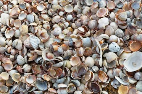 Sea shells Stock Photos