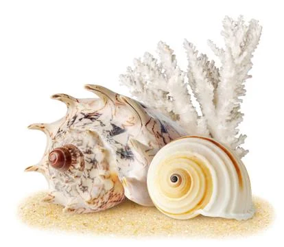 Sea shells Stock Photos