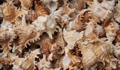 Sea Shells. Stock Photos