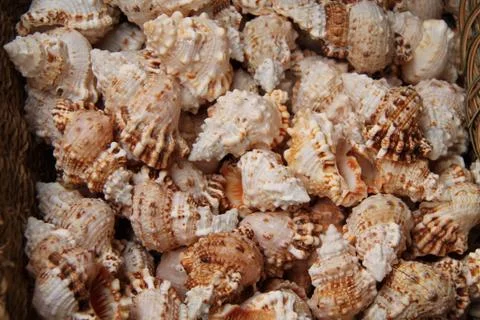 Sea Shells. Stock Photos