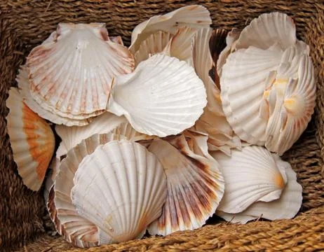 Sea Shells. Stock Photos
