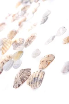 Sea shells Stock Photos