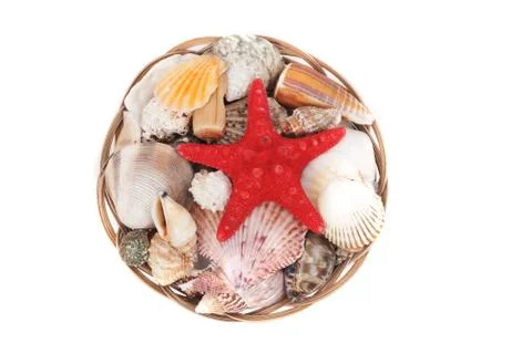 Sea shells Stock Photos