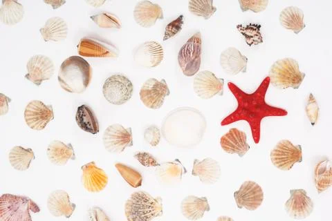 Sea shells Stock Photos
