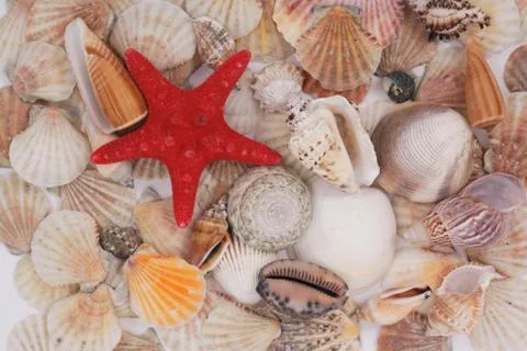 Sea shells Stockfoto's